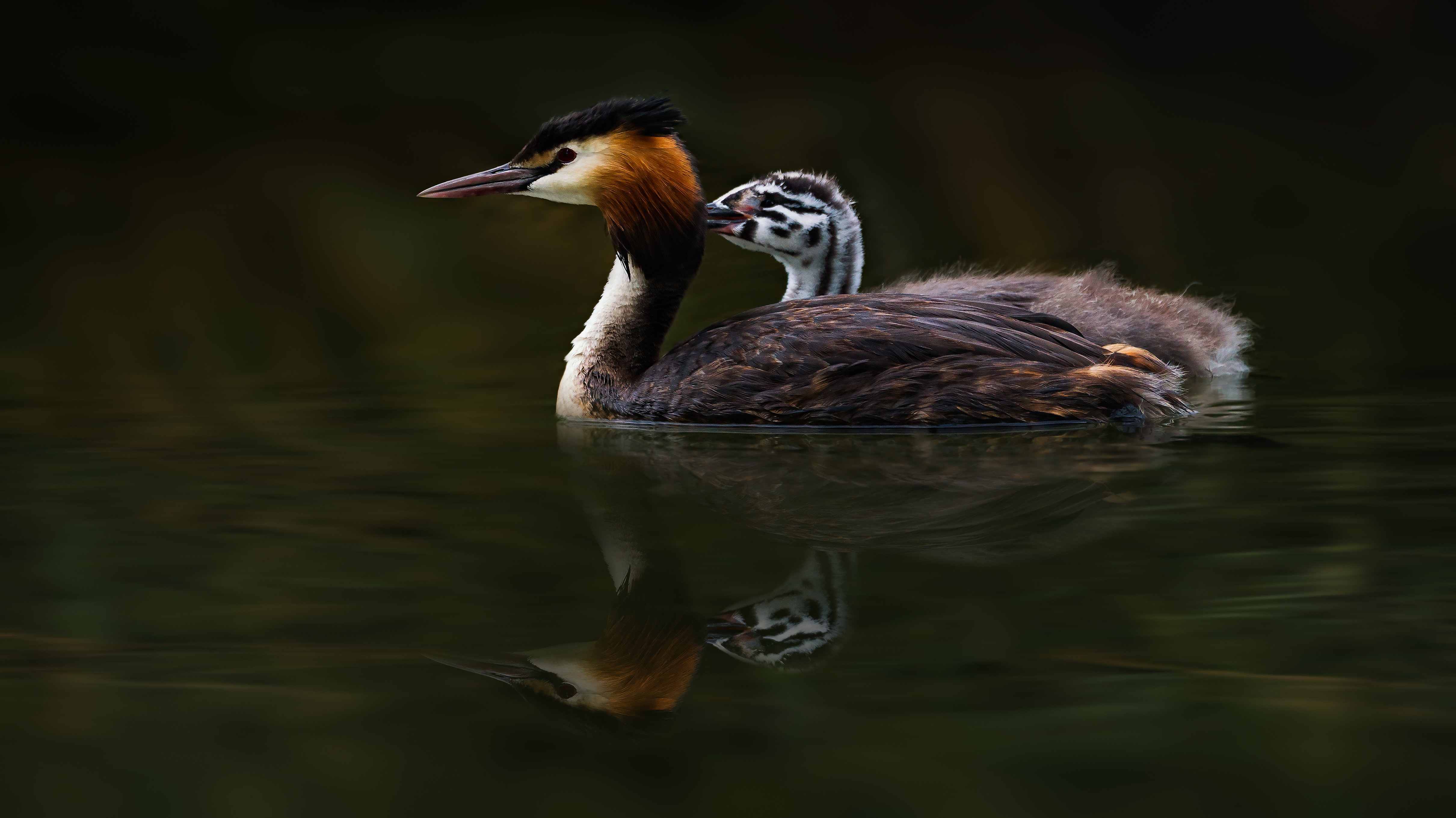 Grebe (18)